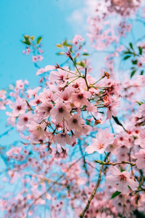 Cherry Blossom Tree Phone Wallpaper Background HD