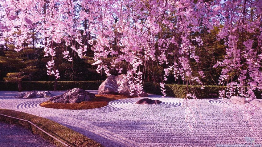 Cherry Blossom Tree Photo Background HD Download