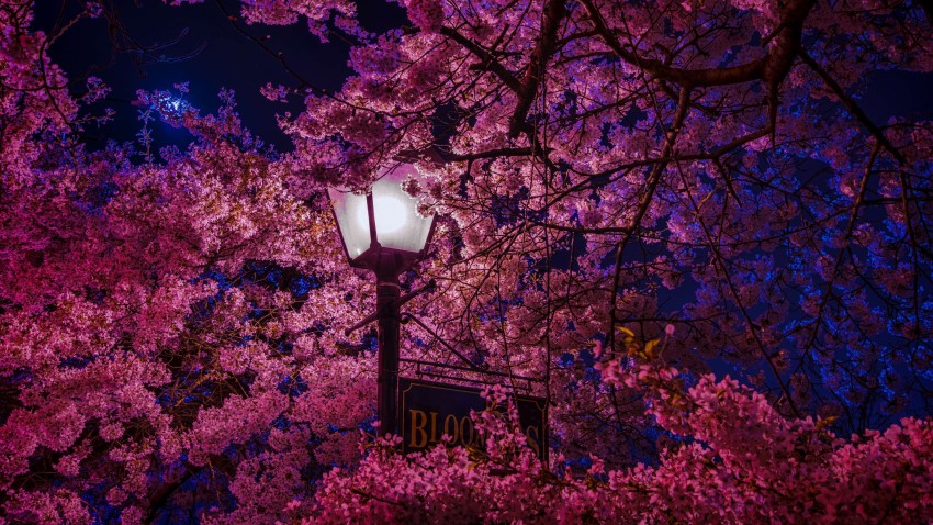 Cherry Blossom Tree Photo Background HD Download