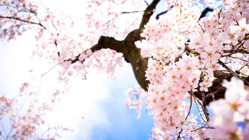 Cherry Blossom Tree Wallpaper Background HD Download