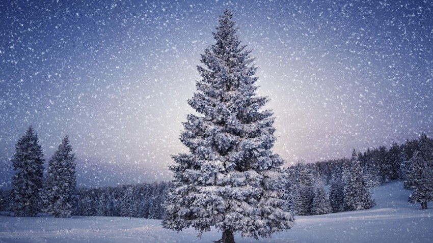 Christmas Snow Tree HD Wallpapers Background Images