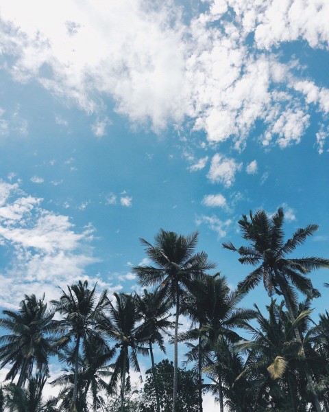 Cloud SKy Palm Tree Background HD Donwload