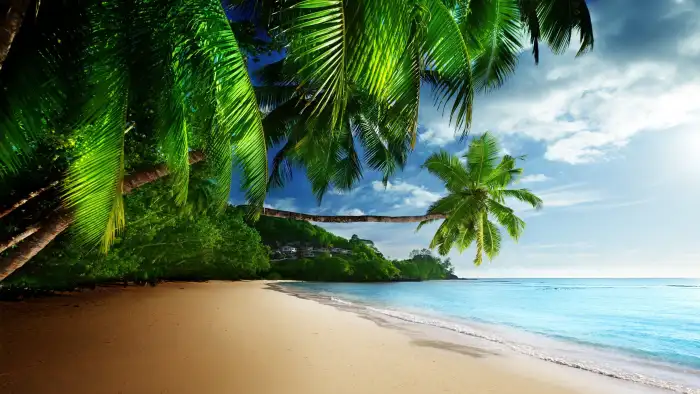 Coconut Tree Beach Background Free Wallpaper Download