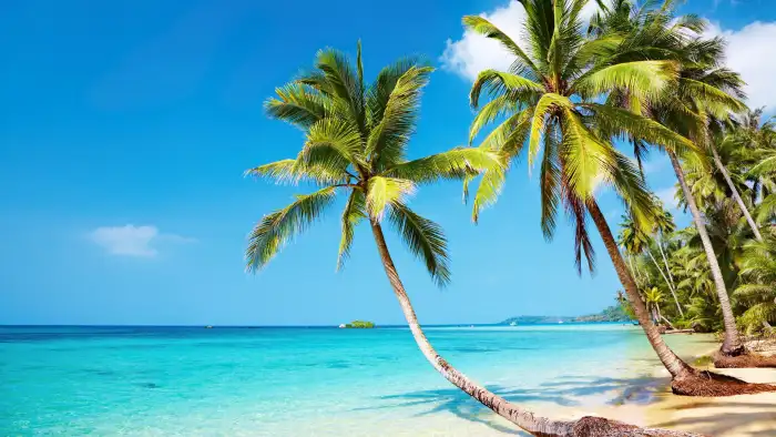 Coconut Tree Beach Background Free Wallpaper Download