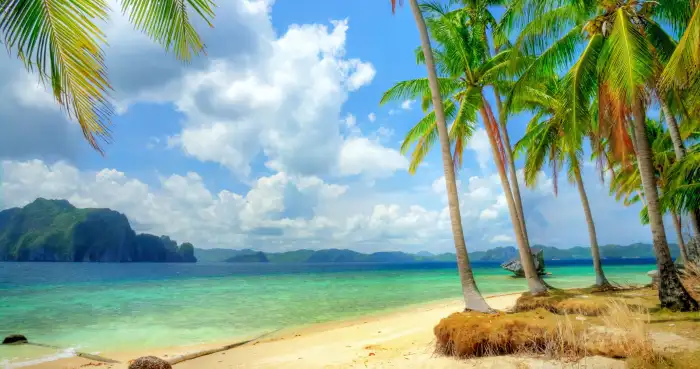 Coconut Tree Beach Background Free Wallpaper