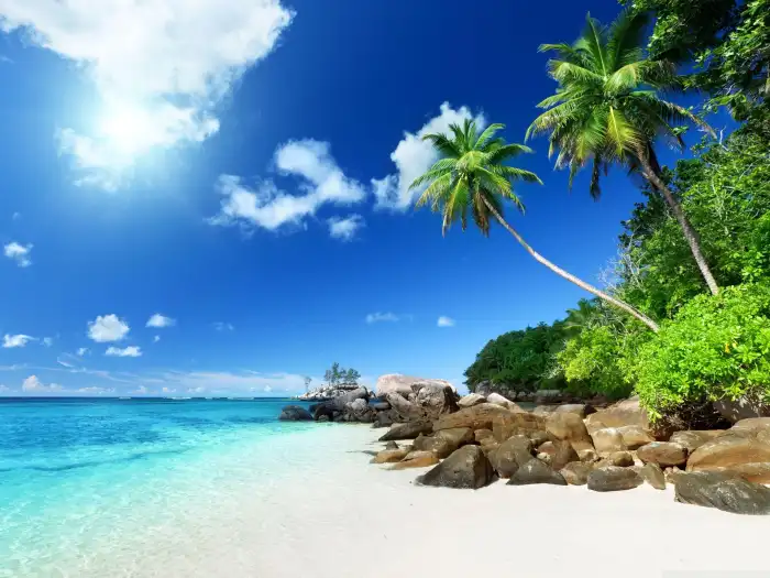 Coconut Tree Beach Background Free Wallpaper