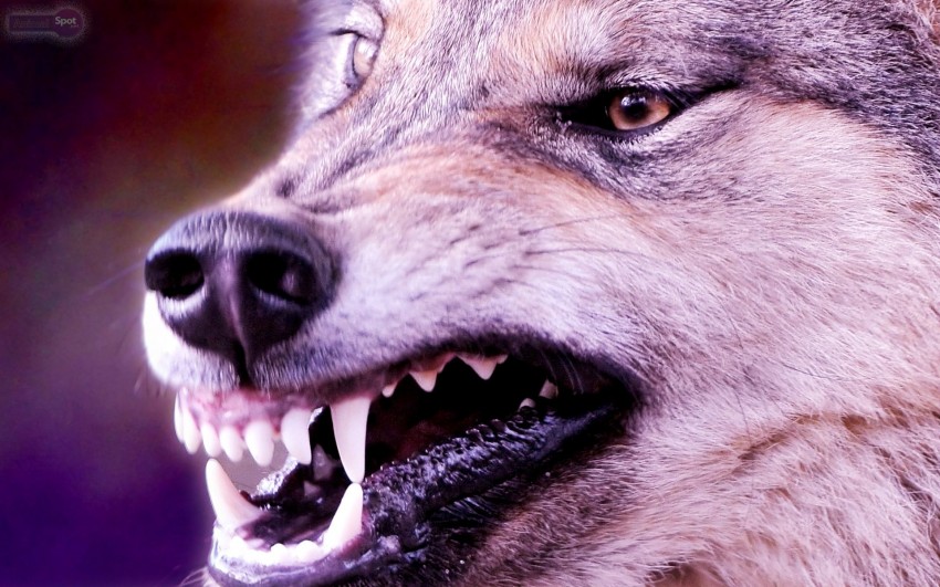 Cool Wolf Background Full HD Wallpaper Download