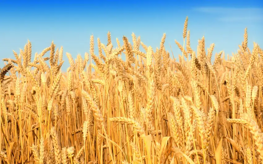 Corn Field Background Full HD Download