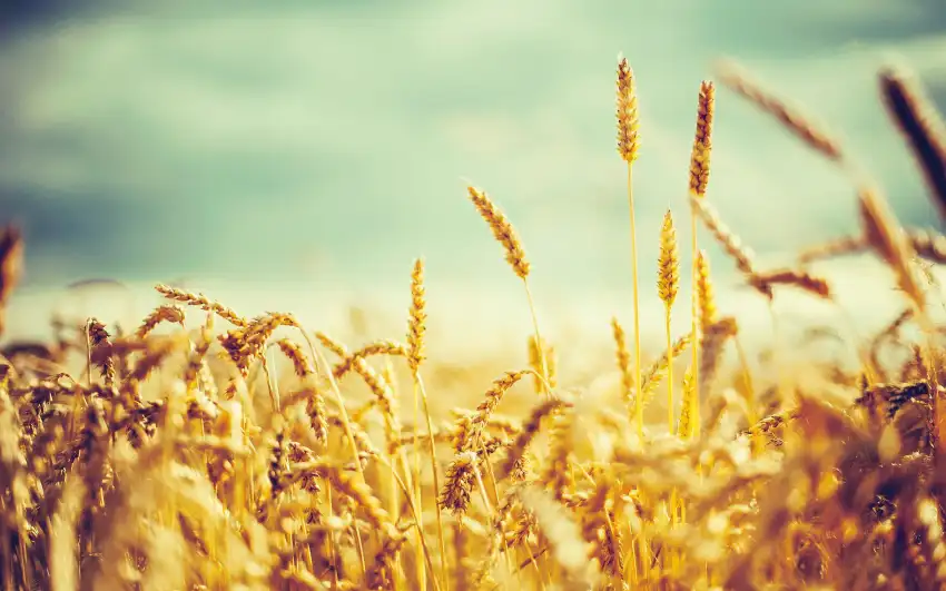 Corn Field Background Full HD Download