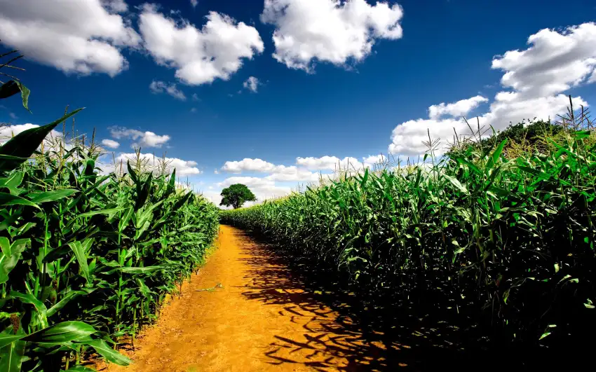 Corn Field Background HD Download