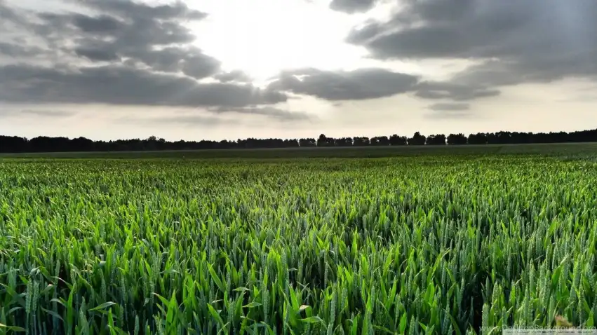 Corn Field Background HD Download