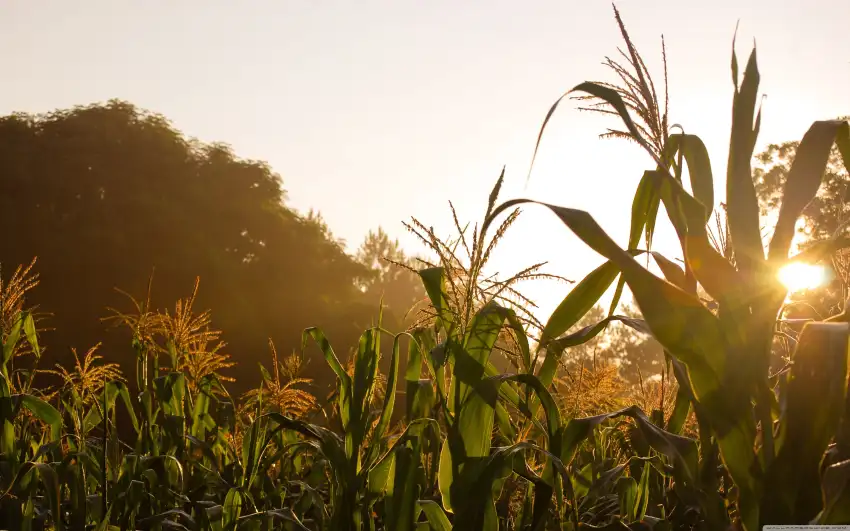 Corn Field Background HD Download