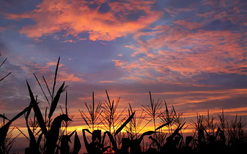 Corn Field Background HD Download