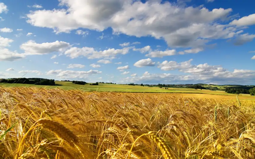 Corn Field Background HD Download