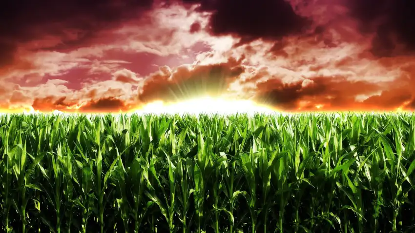 Corn Field Background HD Download