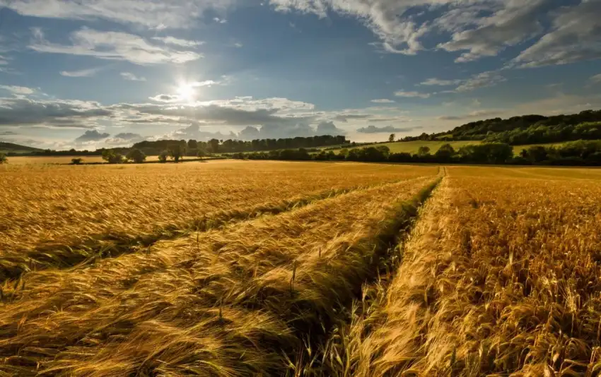 Corn Field Background HD Download