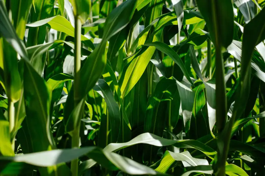 Corn Field Background HD Download