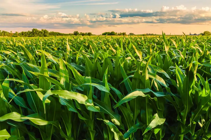 Corn Field Background HD Download