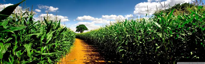 Corn Field Background HD Download