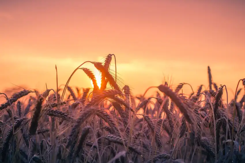 Corn Field Background HD Download