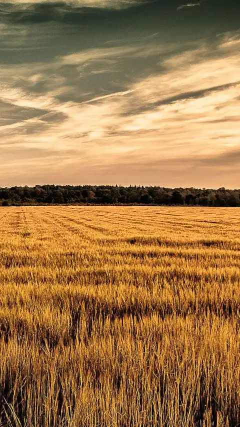 Corn Field Background HD Download