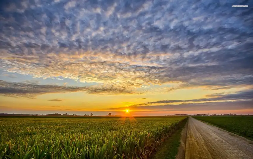 Corn Field Background HD Download