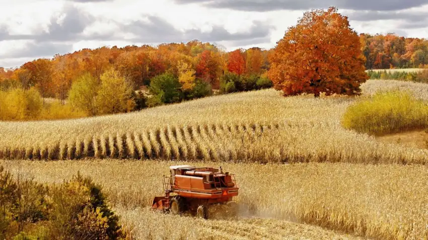 Corn Field Background HD Download