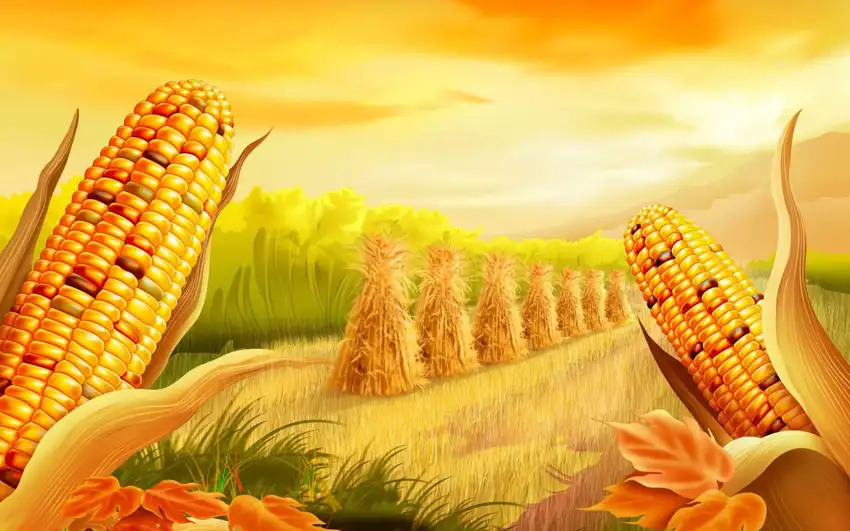 Corn Field Background HD Download