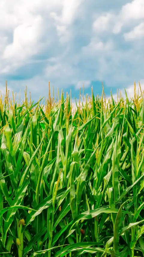 Corn Field Background HD Download