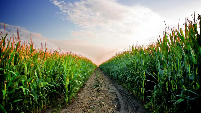 Corn Field Background HD Download