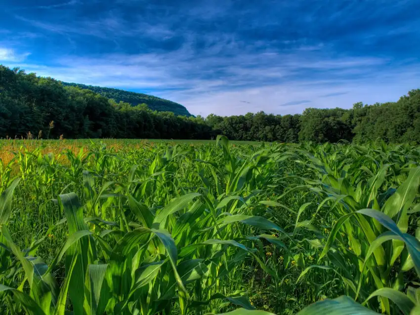 Corn Field Background HD Download