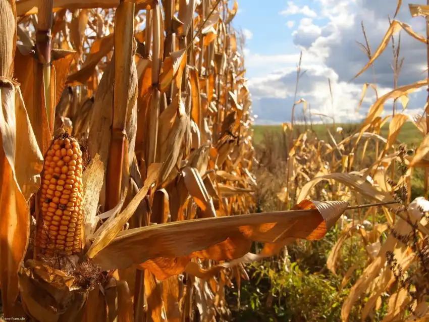 Corn Field Background HD Download