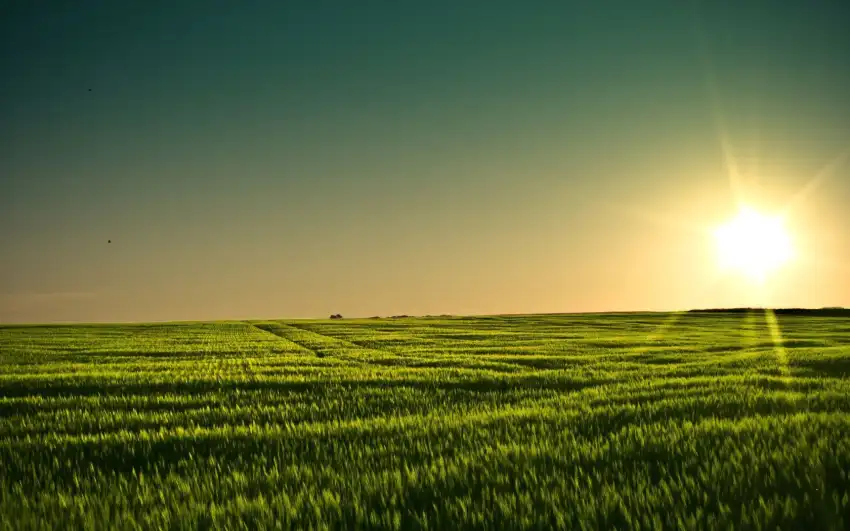 Corn Field Background HD Download