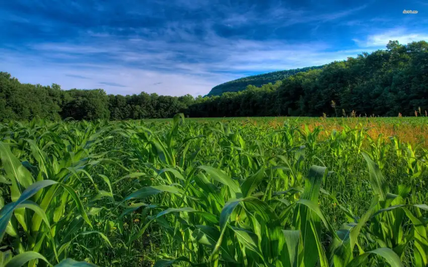 Corn Field Background HD Download