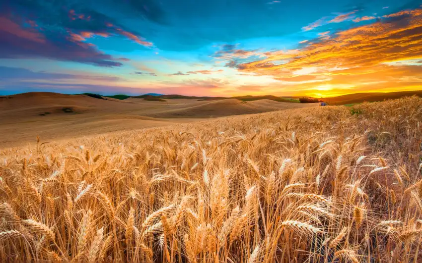 Corn Field Background HD Download