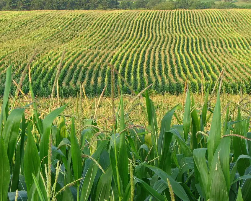 Corn Field Background HD Download