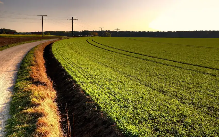 Corn Field Background HD Download