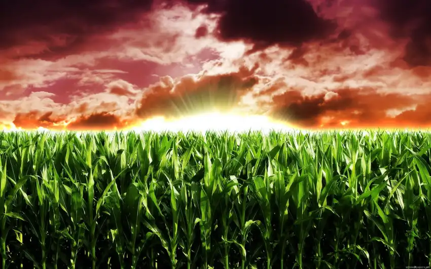 Corn Field Background HD Download