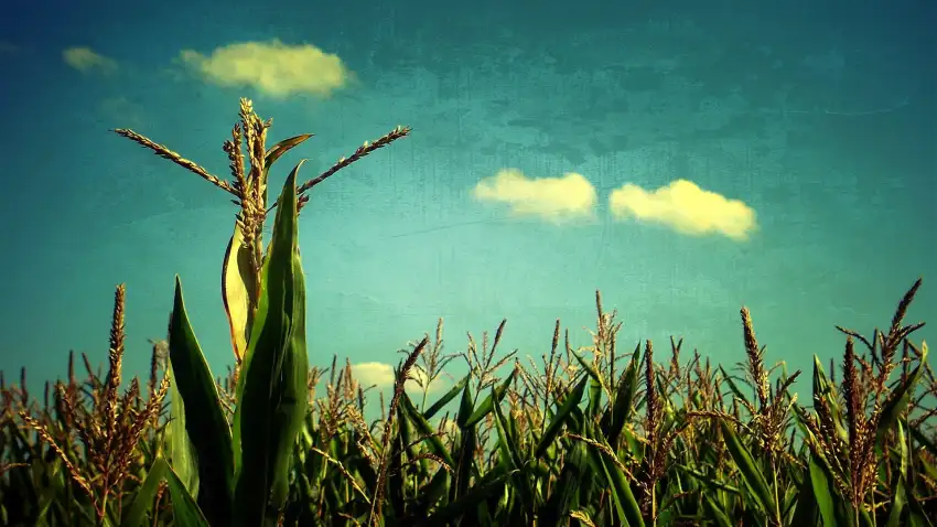 Corn Field Background HD Download