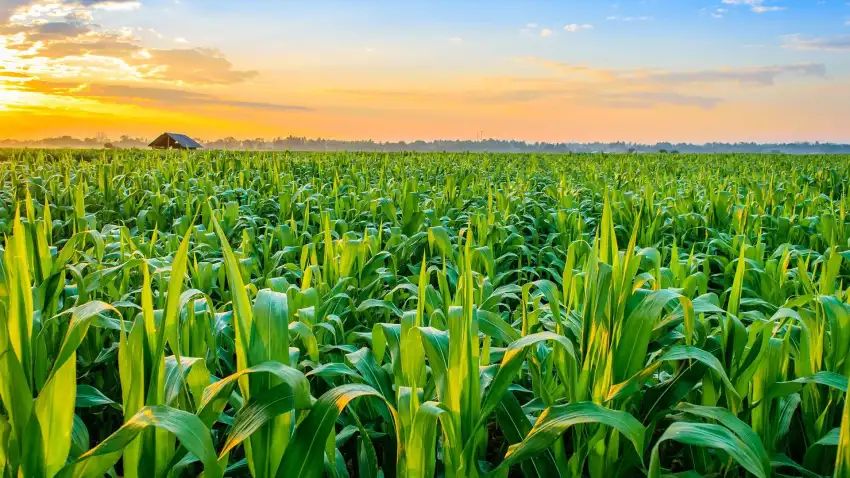 Corn Field Background HD Download