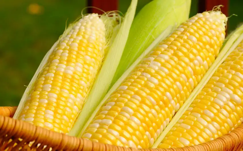 Corn Field Background HD Download