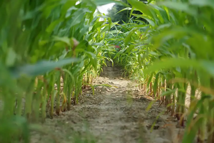 Corn Field Background HD Download