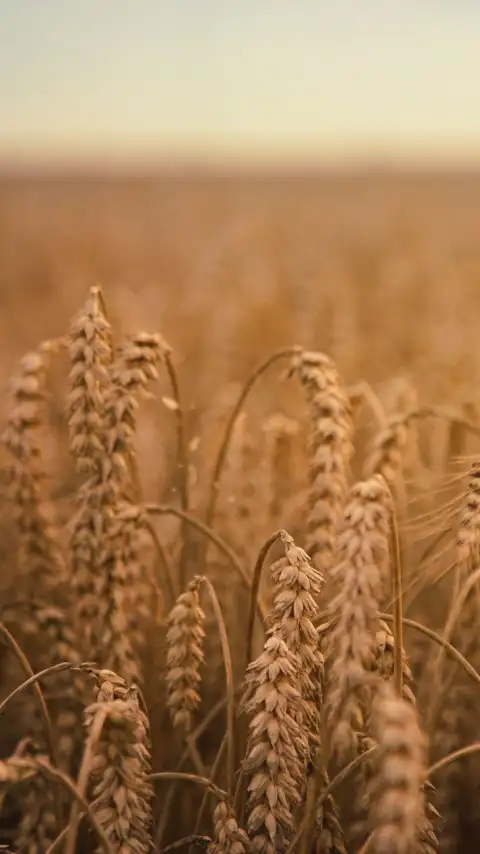 Corn Field Background HD Download