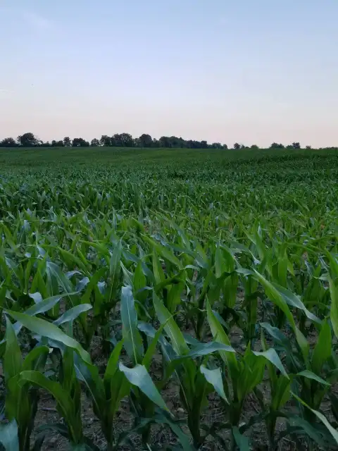 Corn Field Background HD Download