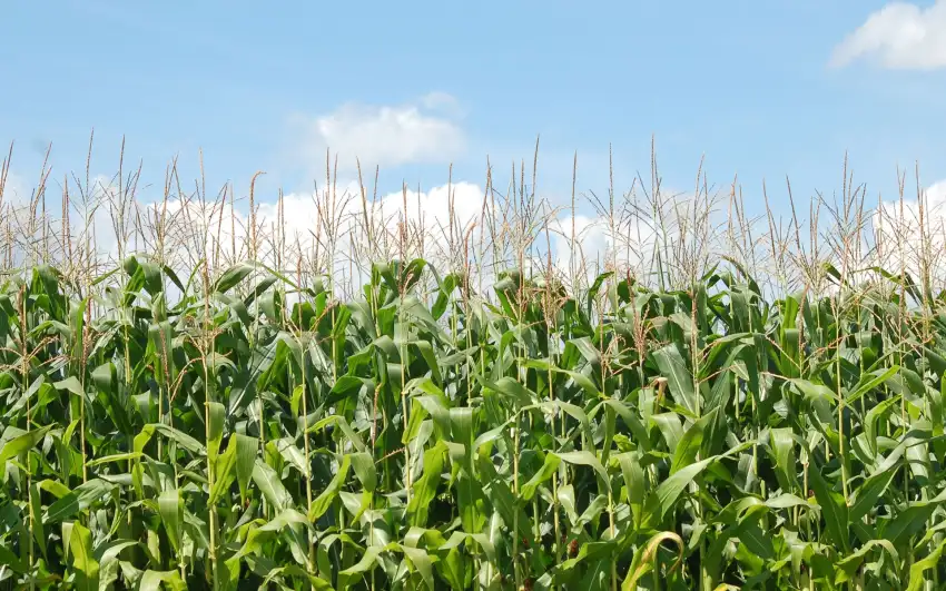 Corn Field Background HD Download