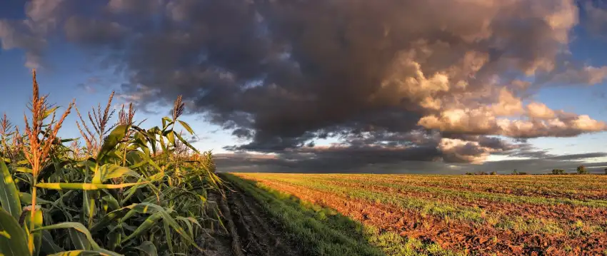 Corn Field Background HD Download