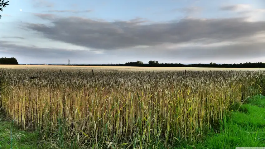 Corn Field Background HD Download