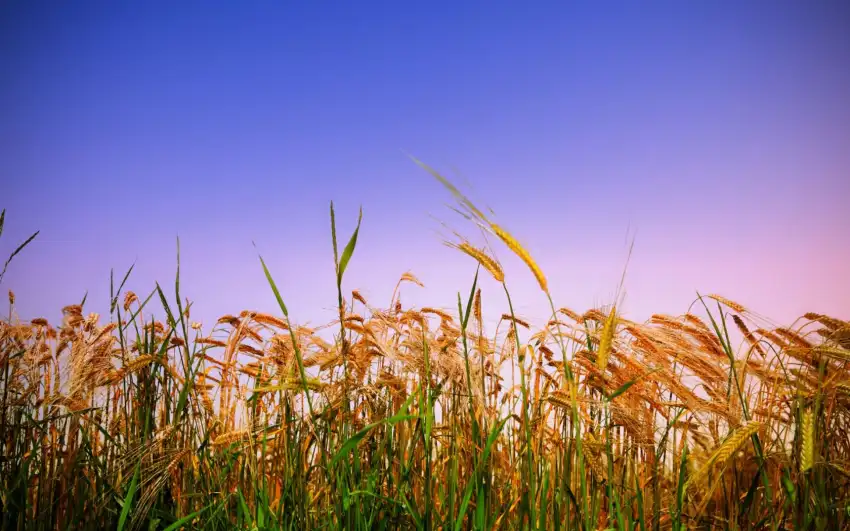 Corn Field Background HD Download