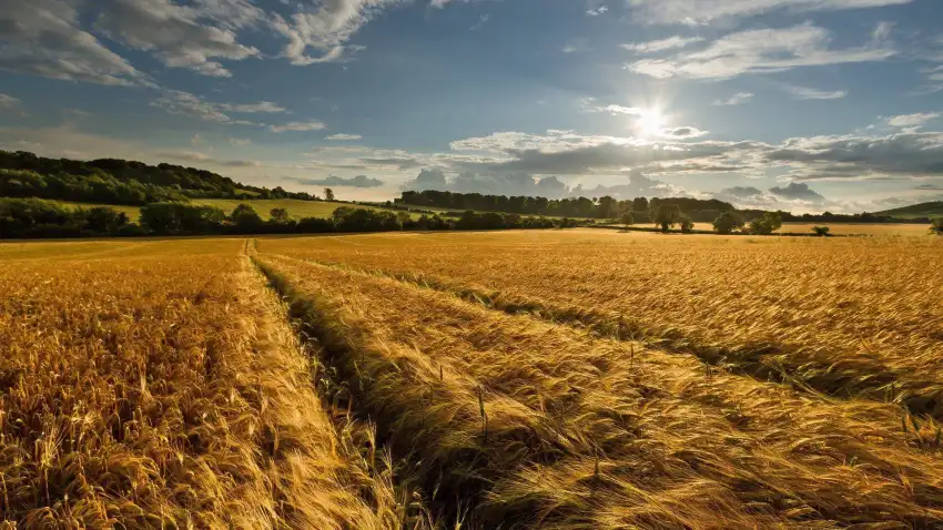 Corn Field Background HD Download