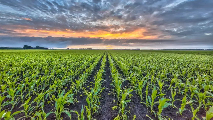 Corn Field With Sky Background HD Download